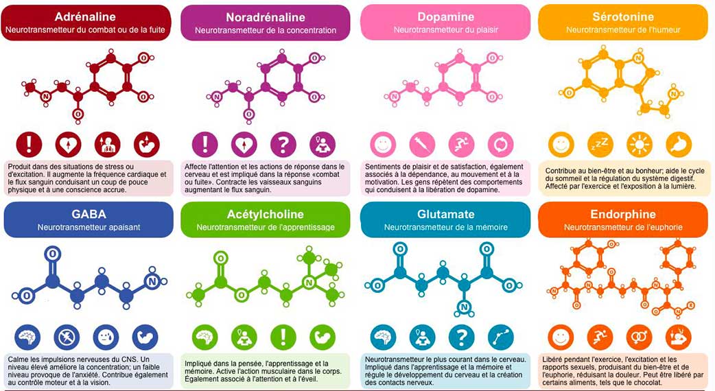 Schéma explicatif de l’action des différents neurotransmetteurs